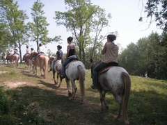 Into Open MtTop Meadow from Pines