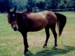 Caesar was half Paso Fino and half Morgan