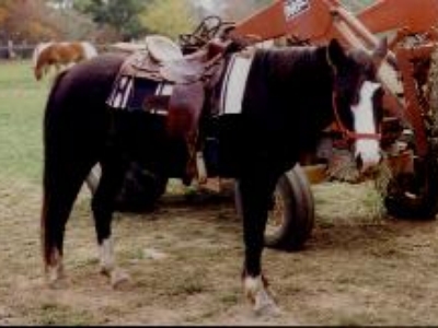 Colonel was an all around good horse