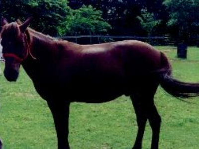 Cracker Jack another sweet animal