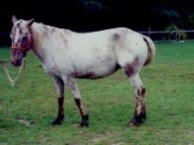 Liberty a good horse with energy