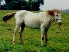 Mellow Fellow was our stallion.  He had a great personality and passed it on to his children.