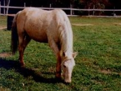 Sandy was a lot like his mother Apple, strong and willing to do what was needed