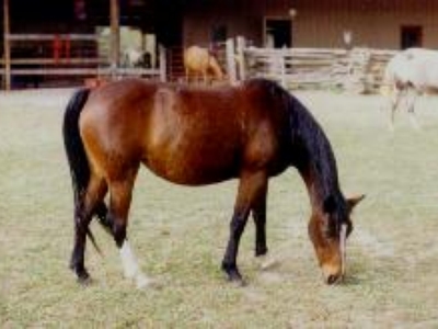 Least Bit never got to be as big as her Mother "Little Bit" so that's why she's called Least Bit.  She's used for children and small adults.