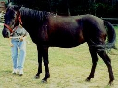 Shadow is a boy and Peaches(girl) look like twins almost.  He's just larger.