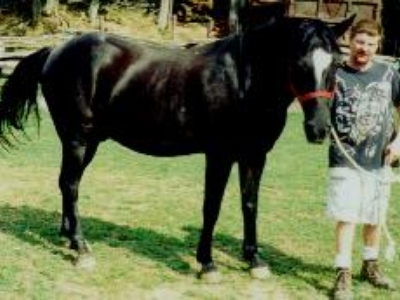 Smokey Joe is just too smart for our good.  He can pull off his halter and bridle ... and other horse's too then open gates, and they all escape for a party!